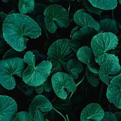 CICA или азиатский секрет красоты