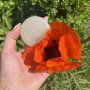Натуральное мыло с высоким содержанием масла Камелии – Goto Camellia Oil Soap, 100 гр.
