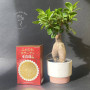 Колаген з акулячих плавників з додаванням перлів Акойя GINZA TOMATO Shark Fin Collagen Pearl PLUS