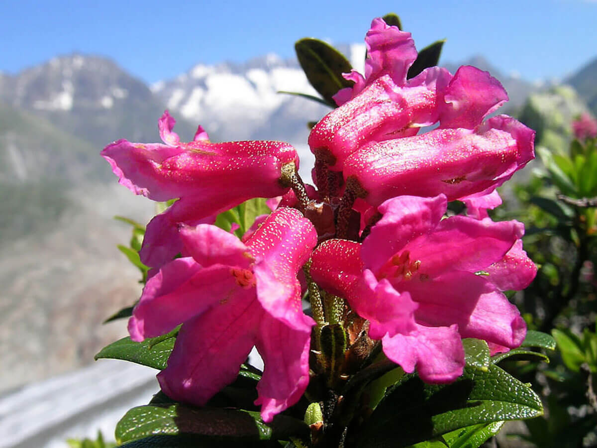 Квітки альпійської троянди (Rhododendron ferrugineum) на тлі засніжених гір