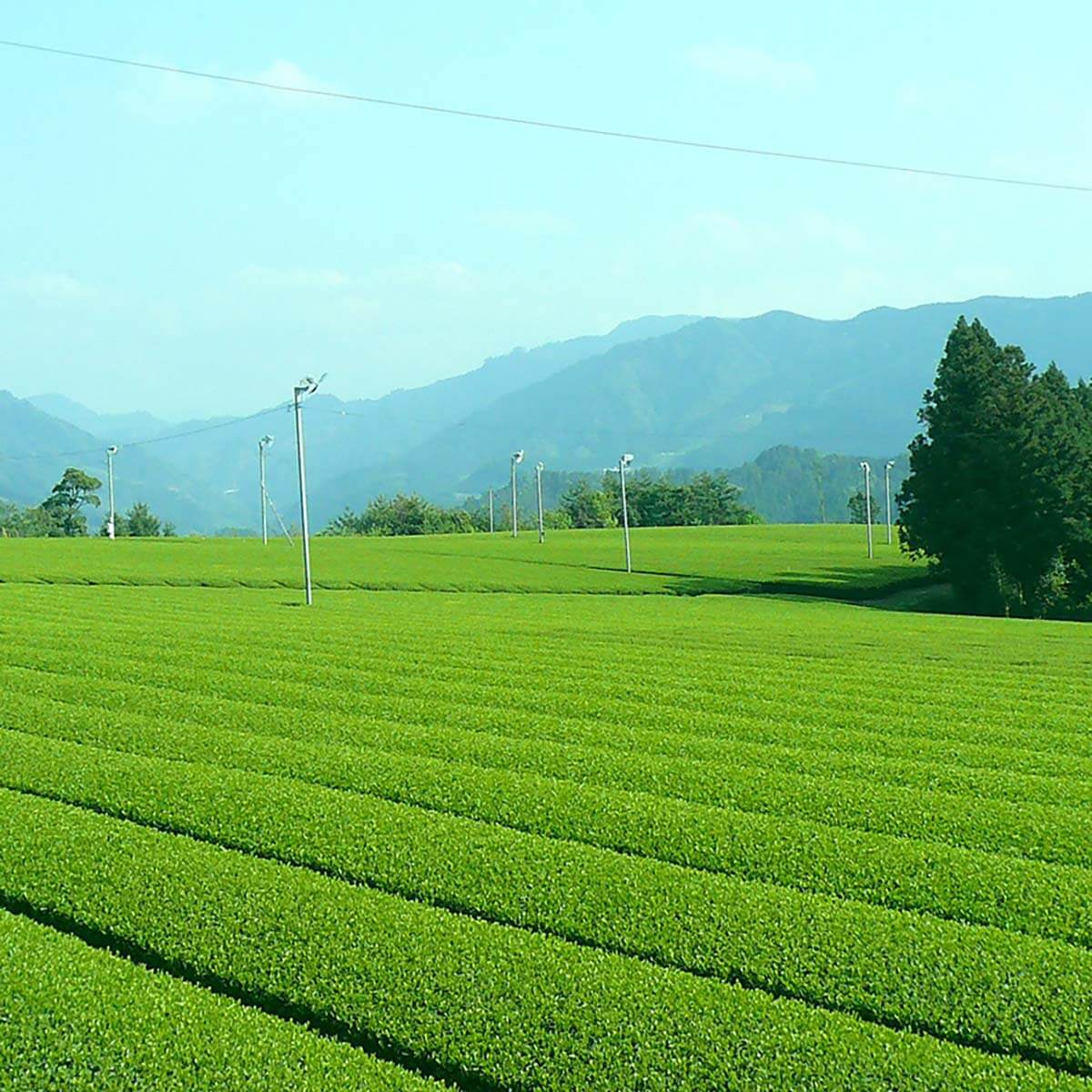 Чайные плантации Hoshino Seichaen. Фото с официального сайта производителя