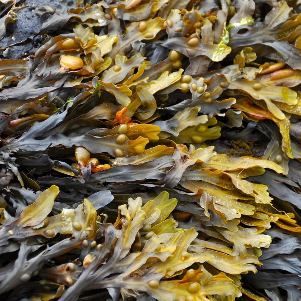 Бурые морские водоросли
