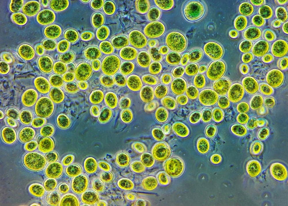 Одноклеточная водоросль хлорелла под микроскопом