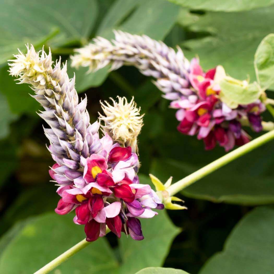 Цветок пуэрарии (Pueraria lobata) на ветке. Источник фото: https://www.taisho-kenko.com/ingredient/21/